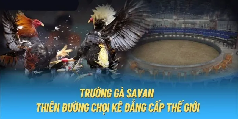 Đây là kèo phổ biến nhất tại trường gà Savan Xin88